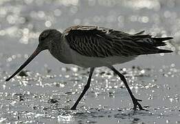 Bar-tailed Godwit