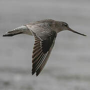 Bar-tailed Godwit