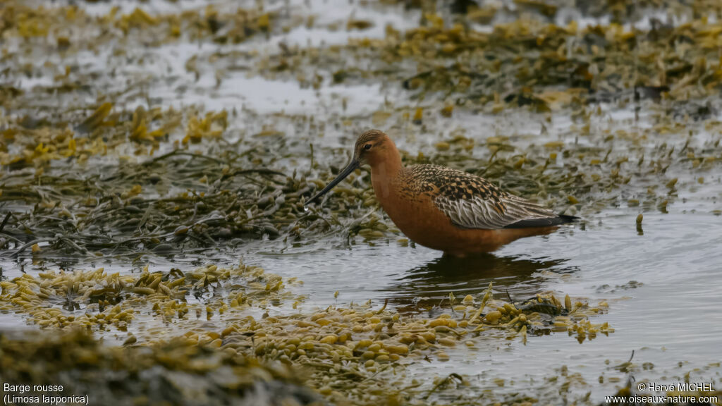 Bar-tailed Godwitadult breeding