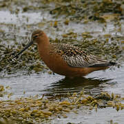 Bar-tailed Godwit