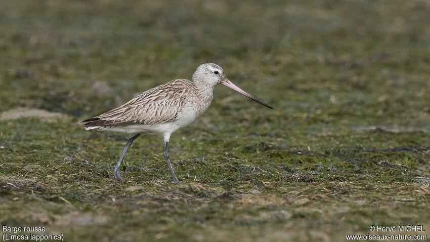 Bar-tailed Godwit