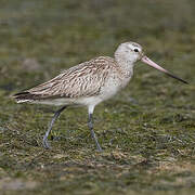 Bar-tailed Godwit