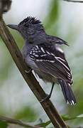 Black-crowned Antshrike