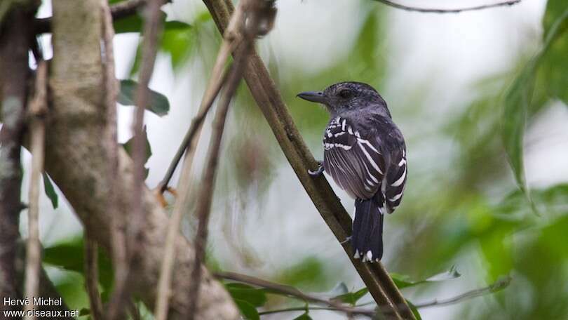 Black-crowned Antshrike male adult, identification