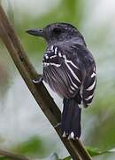 Black-crowned Antshrike