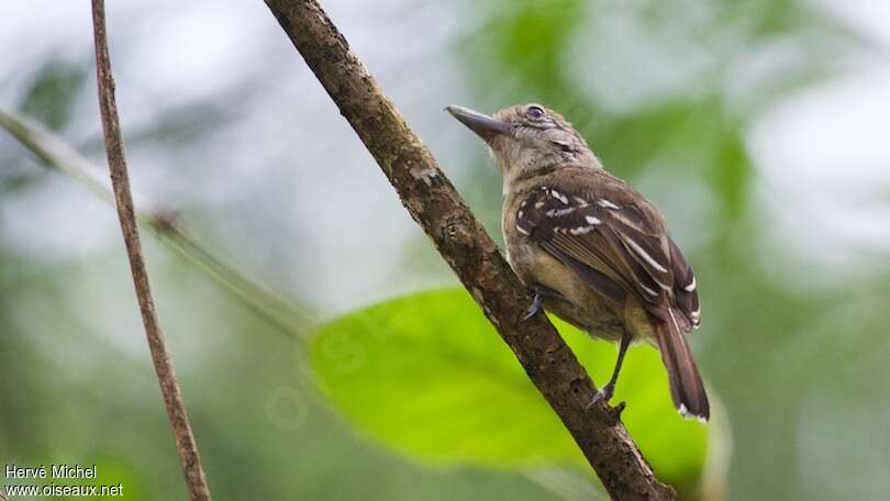 Black-crowned Antshrike female adult, identification