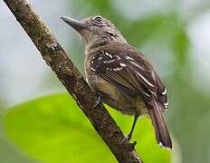 Black-crowned Antshrike