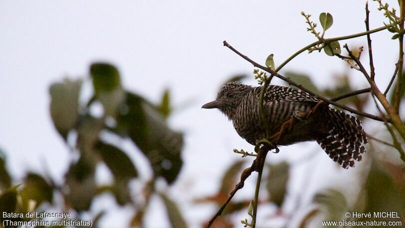 Bar-crested Antshrike male adult