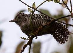 Bar-crested Antshrike