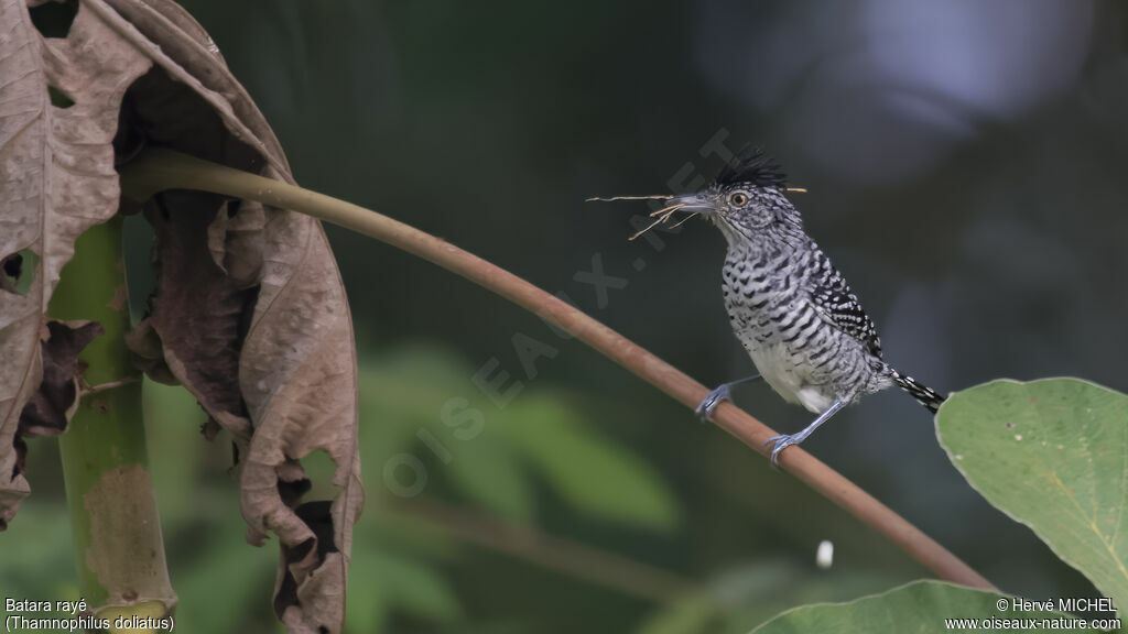 Barred Antshrike male adult