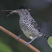 Barred Antshrike