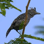 Barred Antshrike