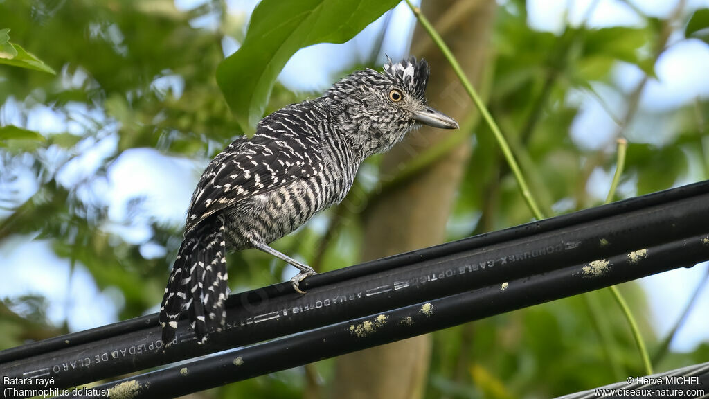 Batara rayé mâle