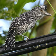 Barred Antshrike