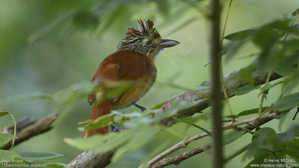 Barred Antshrike female