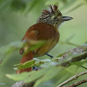 Barred Antshrike