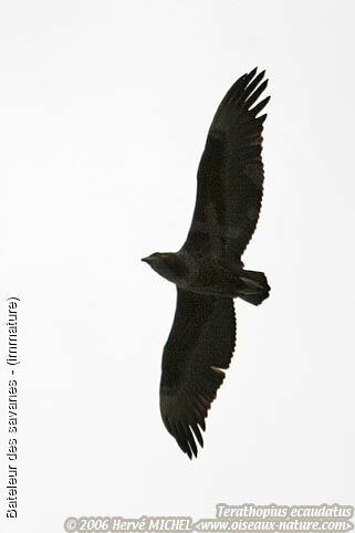 Bateleur des savanes