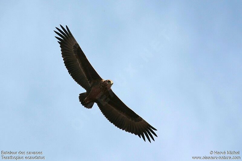 Bateleur des savanesimmature