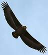 Bateleur des savanes