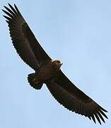 Bateleur