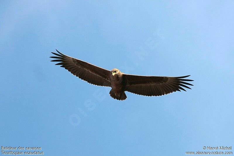 Bateleur des savanesimmature