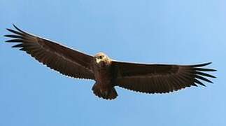 Bateleur