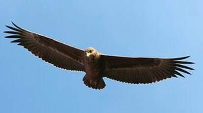 Bateleur des savanes