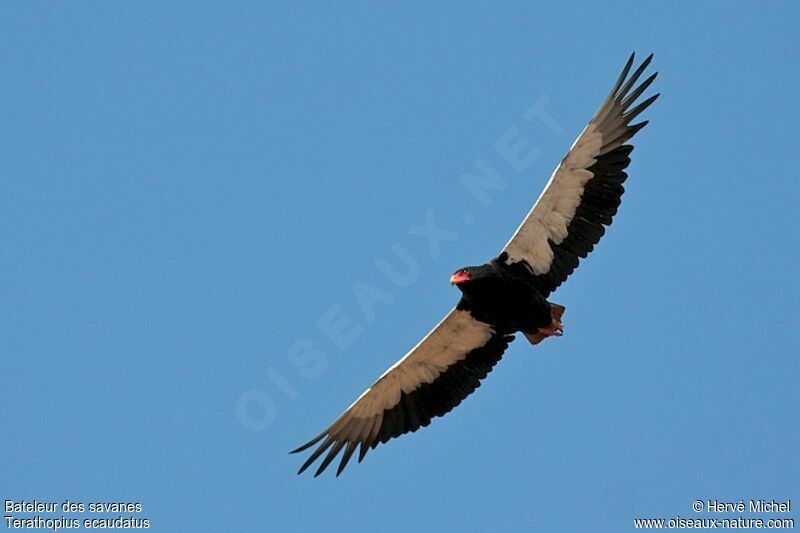 Bateleur des savanesadulte