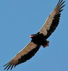 Bateleur des savanes