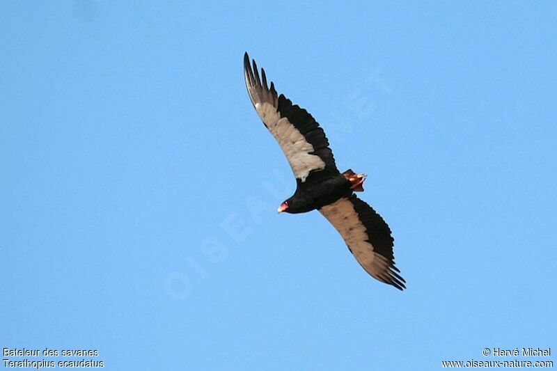 Bateleur des savanesadulte