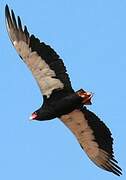 Bateleur des savanes