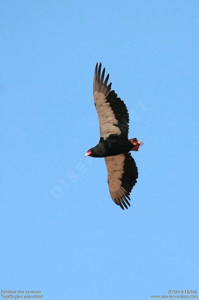 Bateleur des savanesadulte