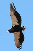 Bateleur des savanes