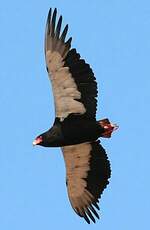 Bateleur des savanes