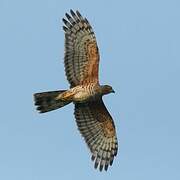 African Cuckoo-Hawk