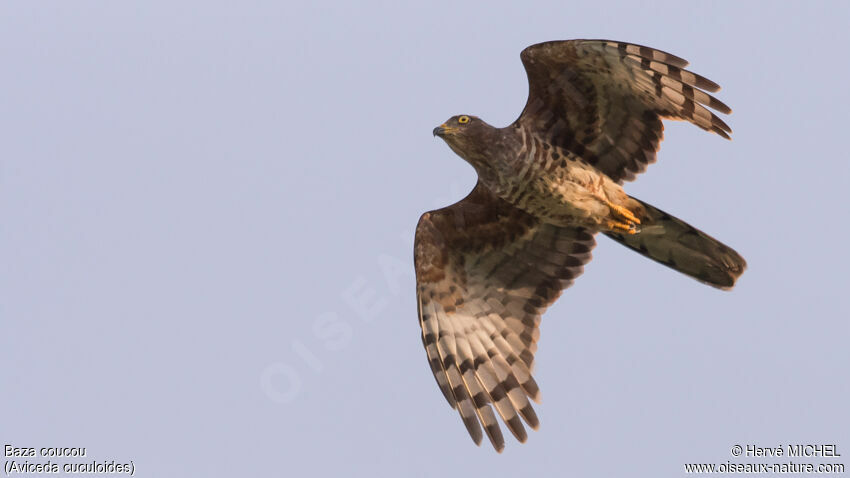 African Cuckoo-Hawkadult