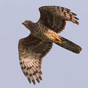 African Cuckoo-Hawk