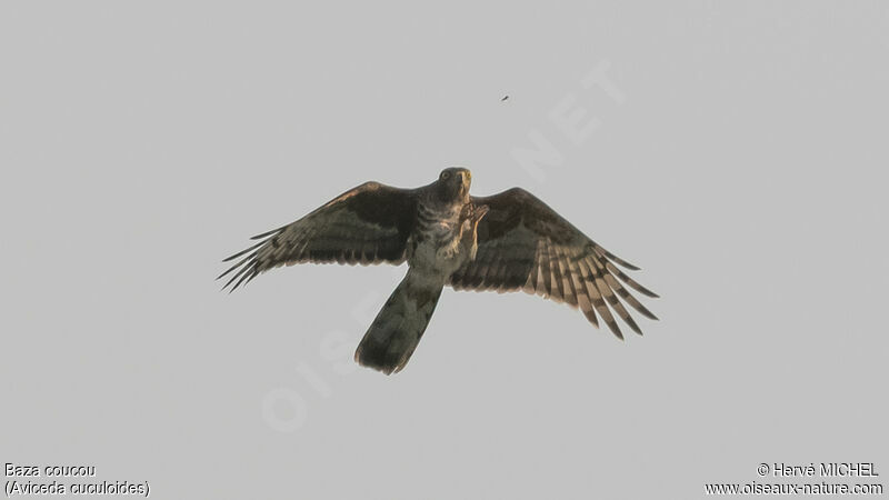 African Cuckoo-Hawkadult, Flight, fishing/hunting