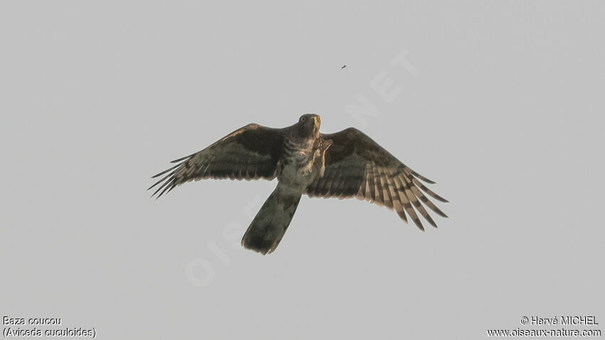 African Cuckoo-Hawkadult, Flight, fishing/hunting