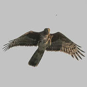 African Cuckoo-Hawk