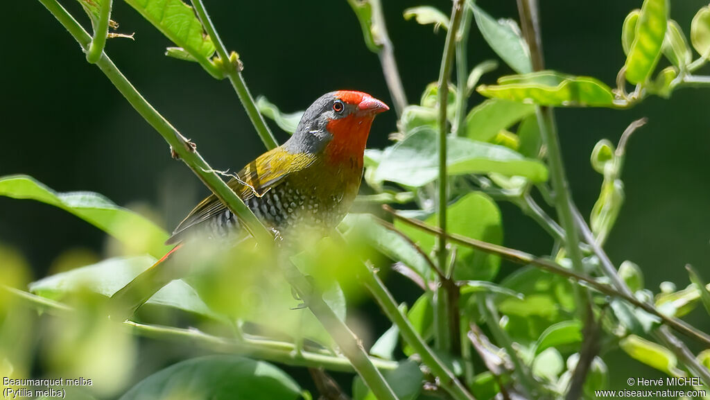 Green-winged Pytilia