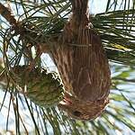 Bec-croisé des sapins