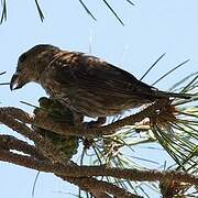 Red Crossbill