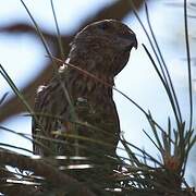 Red Crossbill