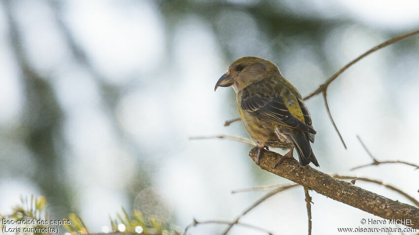 Red Crossbill female adult