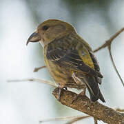 Red Crossbill