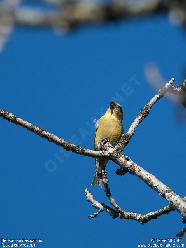 Red Crossbill