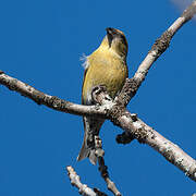 Red Crossbill