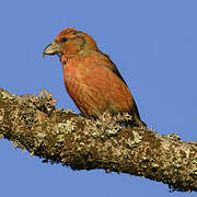 Red Crossbill