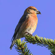 Red Crossbill